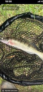 Zander