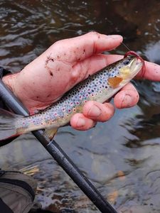 Brown Trout