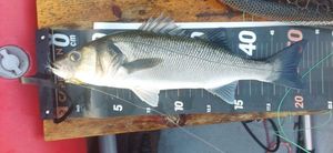 European Bass (Seabass)