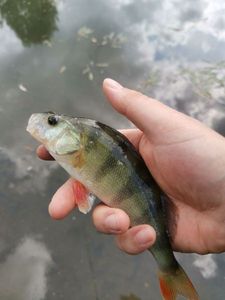 European Perch