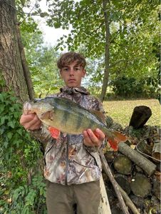 European Perch