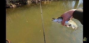 Rainbow Trout