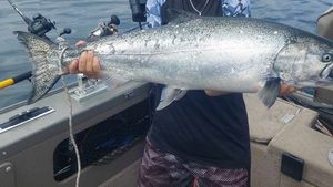 Coho Salmon