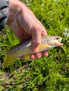 Brown Trout