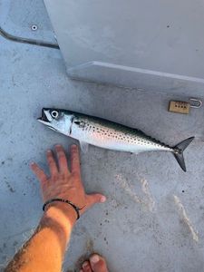 Atlantic Horse Mackerel