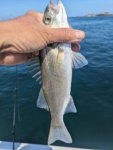 European Bass (Seabass)
