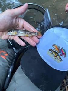 Brown Trout