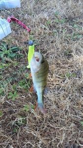 European Perch