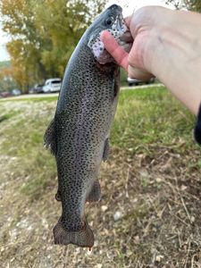 Rainbow Trout