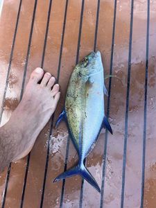 Bluefin Trevally