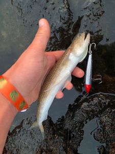 Inshore Lizardfish