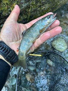 Brown Trout