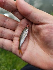 Roach