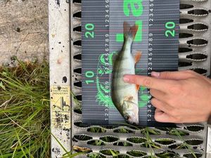 European Perch