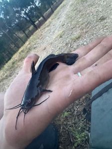 Black Bullhead