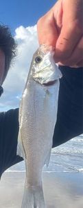 European Bass (Seabass)