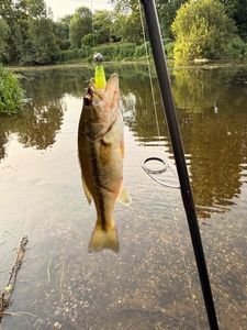 Largemouth Bass