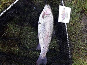 Rainbow Trout