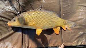 Common Carp
