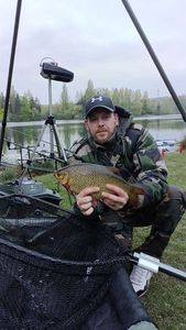 Common Bream