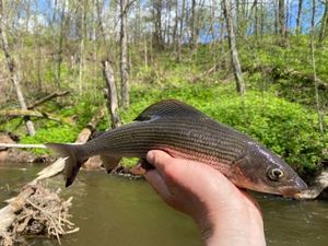 Grayling