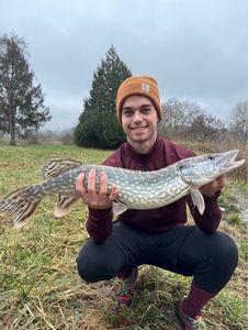 Northern Pike