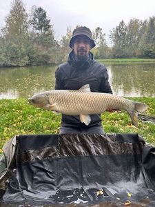 Grass Carp