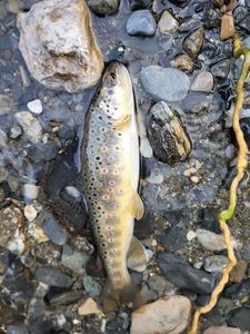 Brown Trout