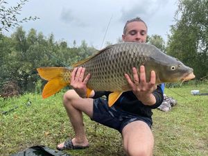 Common Carp