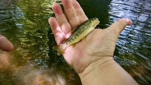 Brown Trout