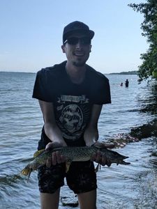 Walleye