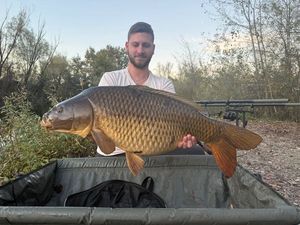 Common Carp
