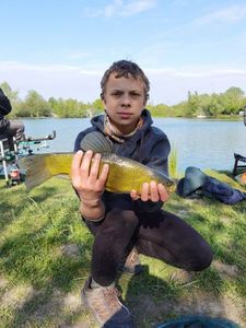 Tench