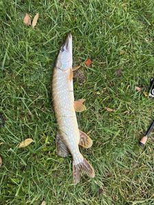 Northern Pike
