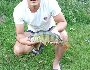 European Perch
