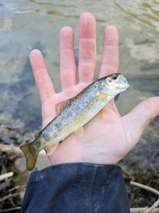 Brown Trout