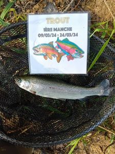 Rainbow Trout