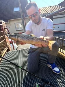 Brown Trout