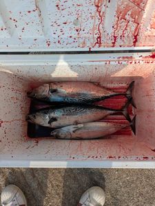 Blackfin Tuna