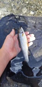 Brook Trout