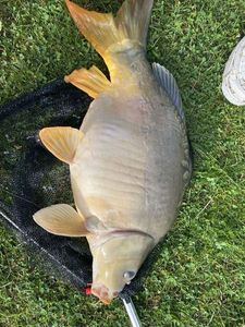 Mirror Carp