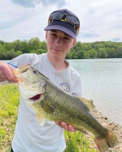 Largemouth Bass