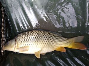 Common Carp