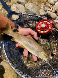 Brown Trout