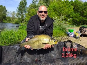 Common Bream