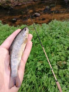 Brown Trout