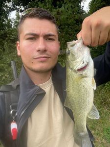 Largemouth Bass