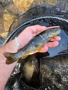 Brown Trout