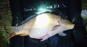 Mirror Carp
