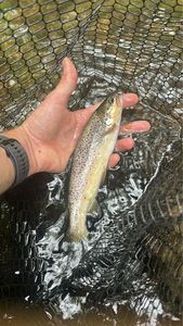 Brown Trout
